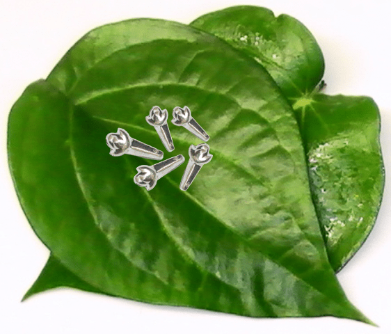 Silver (98% purity) Holy and sacred clove 5 Quantity for Pooja and Gift, Pure Silver Long for temple and worship