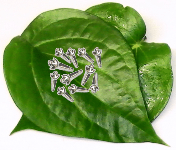 Silver (98% purity) Holy and sacred clove 11 Quantity for Pooja and Gift, Pure Silver Long for temple and worship